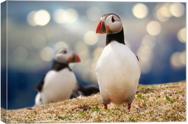 Atlantic puffin off the Northumberland coast Canvas Print by Simon Marlow