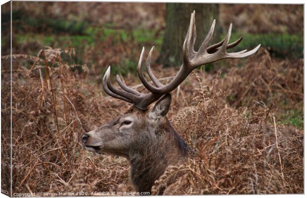 Majestic Stag resting in the ferns in Richmond Park Canvas Print by Simon Marlow