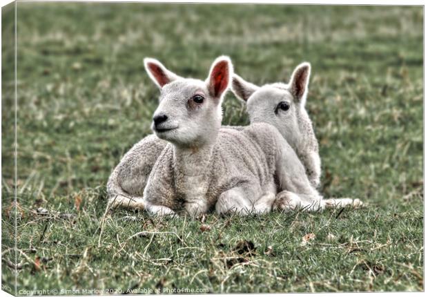 Playful Spring Lambs in a Sunny Field Canvas Print by Simon Marlow