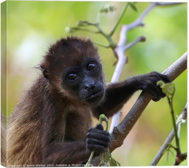 Adorable Baby Howler Monkey in Costa Rican Forest Canvas Print by Simon Marlow