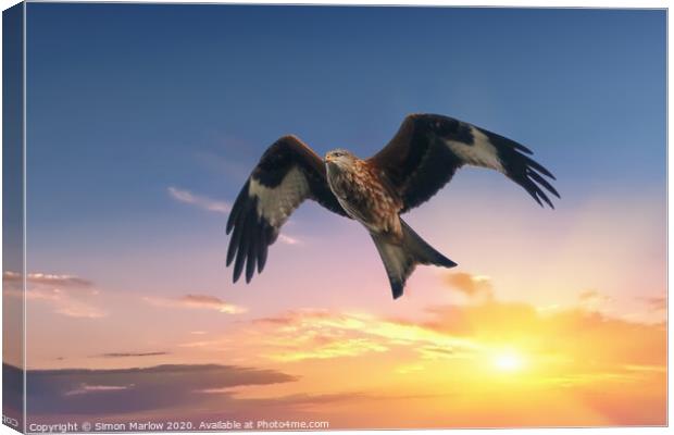 Red Kite against a sunset background Canvas Print by Simon Marlow