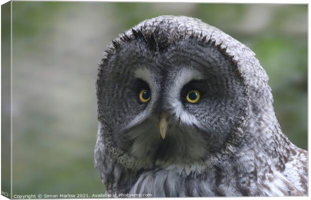 Great Grey Owl Canvas Print by Simon Marlow