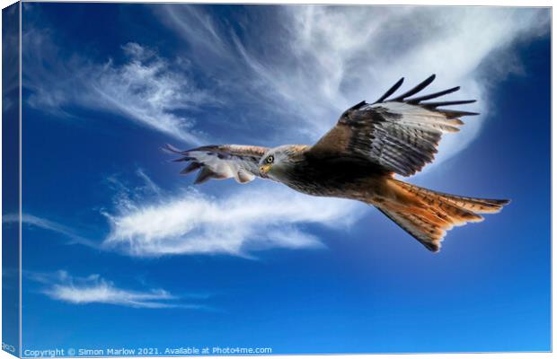 Majestic Red Kite Soaring Freely Canvas Print by Simon Marlow