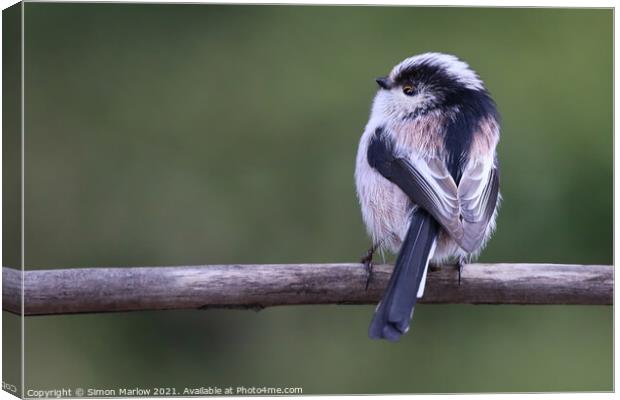 Beautiful detail and colour of a Long Tailed Tit Canvas Print by Simon Marlow