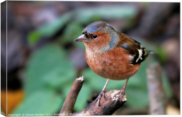 Majestic Chaffinch on a Blossoming Branch Canvas Print by Simon Marlow