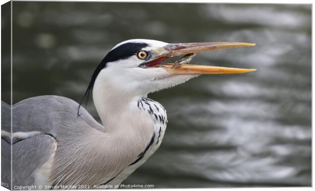 Grey Heron with a fish Canvas Print by Simon Marlow