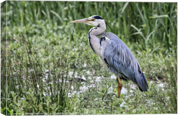 Majestic Grey Heron Surveys the Waters Canvas Print by Simon Marlow