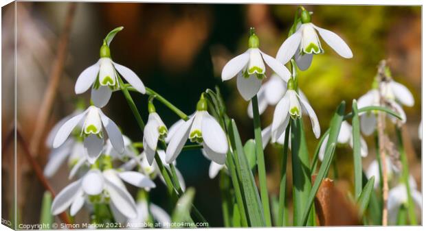 Snowdrops Canvas Print by Simon Marlow