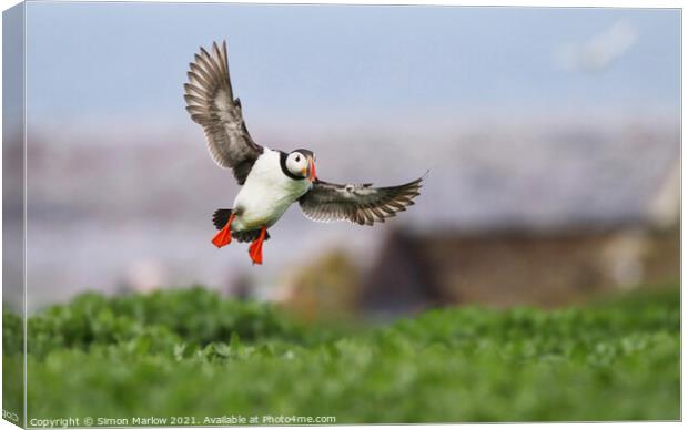 Puffin coming into land in Northumberland Canvas Print by Simon Marlow