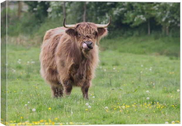 Highland Cow with it's tongue up it's nose Canvas Print by Simon Marlow