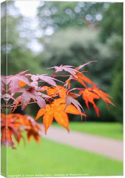 A Vivid Autumn Display Canvas Print by Simon Marlow