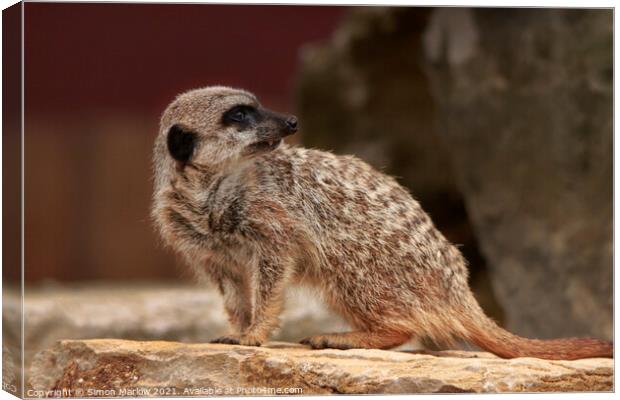 Adorable Meerkat Standing Guard Canvas Print by Simon Marlow