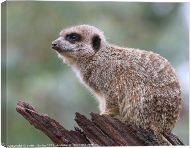 The Watchful Suricate Canvas Print by Simon Marlow
