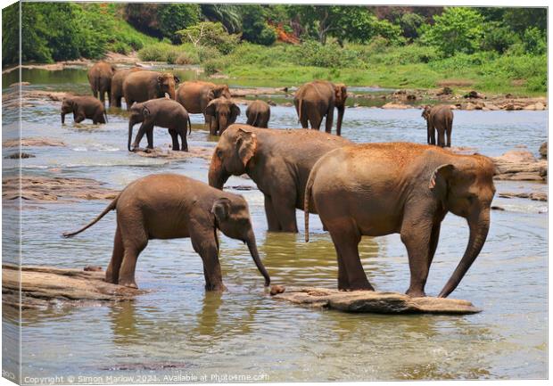 Herd of Elephants Canvas Print by Simon Marlow