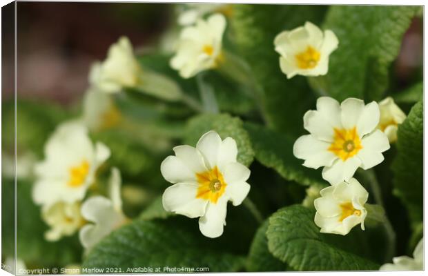 Radiant Spring Primroses Canvas Print by Simon Marlow