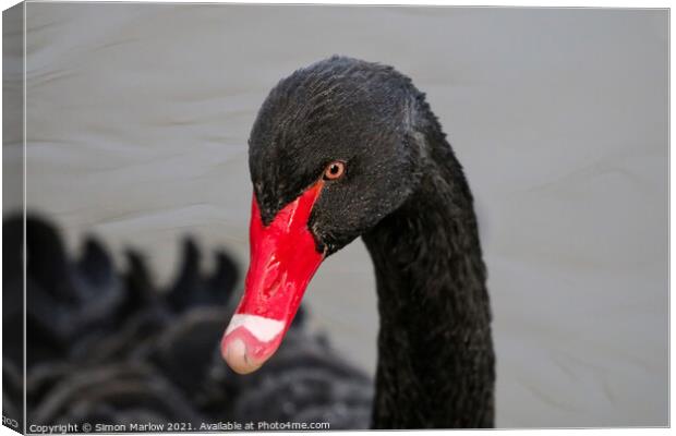 Majestic Beauty of the Black Swan Canvas Print by Simon Marlow
