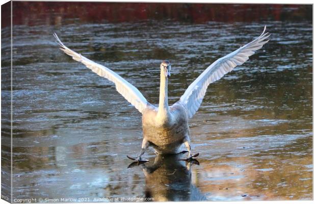 Swan landing on ice Canvas Print by Simon Marlow