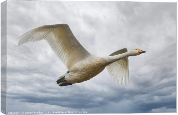 Whooper Swan in flight Canvas Print by Simon Marlow