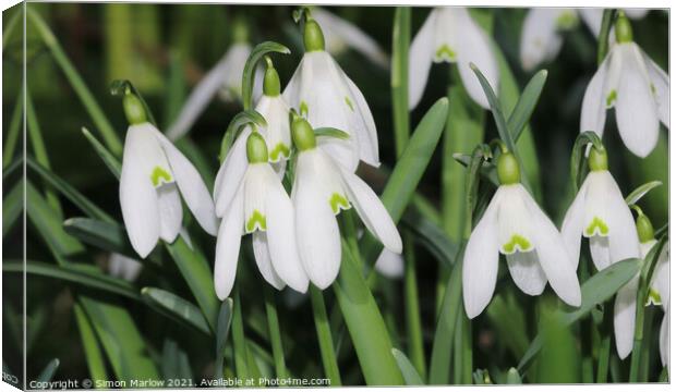 Snowdrops Canvas Print by Simon Marlow