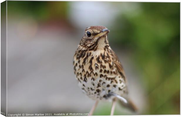 Song Thrush Canvas Print by Simon Marlow