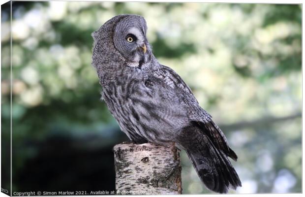 Majestic Great Grey Owl Canvas Print by Simon Marlow