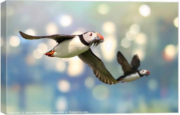Colourful Atlantic Puffin in Flight Canvas Print by Simon Marlow