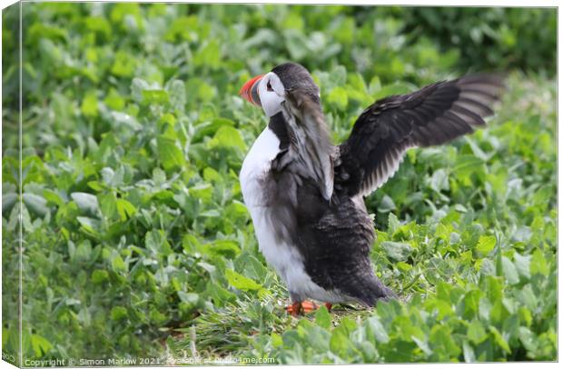 Majestic Atlantic Puffin on Northumberland Cliffs Canvas Print by Simon Marlow