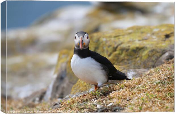 Puffin Canvas Print by Simon Marlow