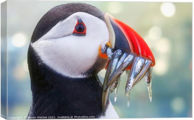 Atlantic Puffin side portrait Canvas Print by Simon Marlow