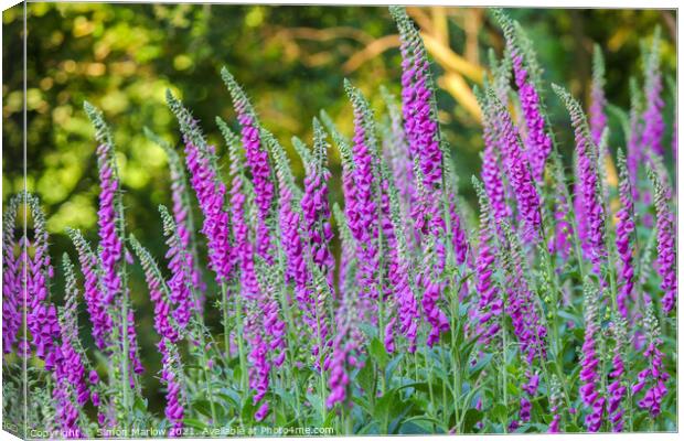 Enchanting Foxgloves Canvas Print by Simon Marlow