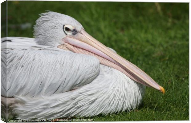 Majestic PinkBacked Pelican Canvas Print by Simon Marlow