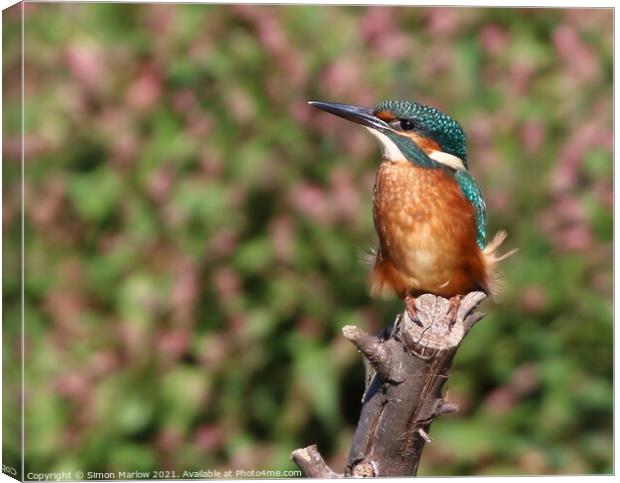 Kingfisher Canvas Print by Simon Marlow