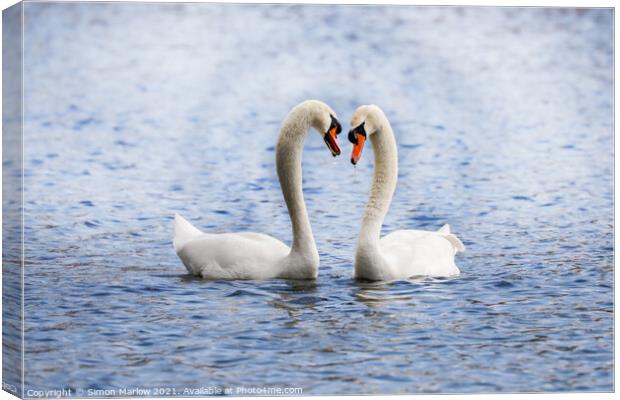 Swan during their courtship ritual Canvas Print by Simon Marlow