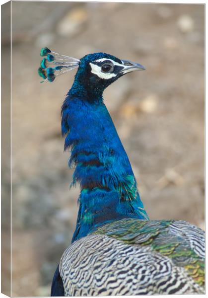 Indian peafowl (Pavo cristatus). Male (peacock).  Canvas Print by Víctor Suárez Naranjo