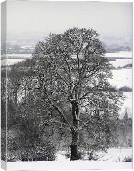Tree in Snow  Canvas Print by Matthew jones