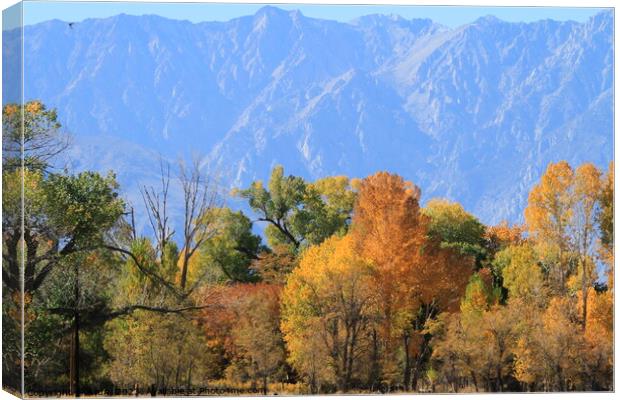 Trees changing colour in Eastern Sierras California Canvas Print by Arun 