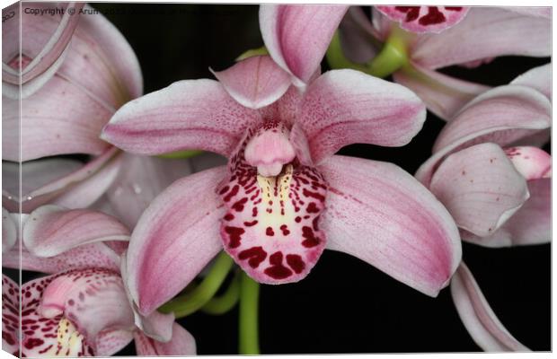 Orchid at an exhibition Canvas Print by Arun 