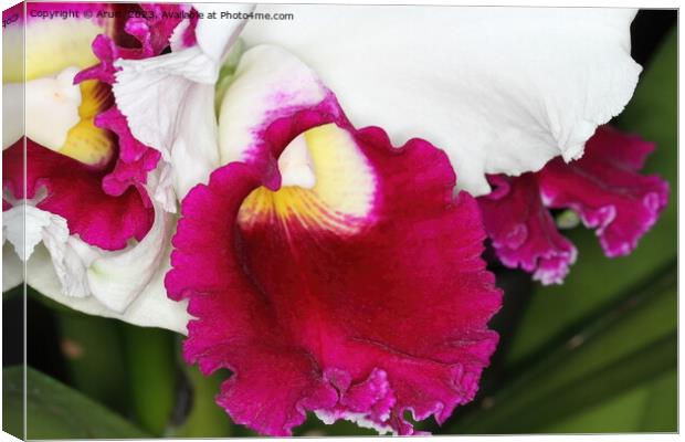 Orchid at an exhibition Canvas Print by Arun 