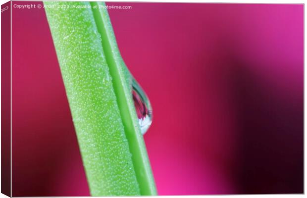 Dew Drops Canvas Print by Arun 