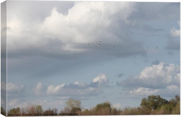 Flying Geese in San Joaquin Wildlife Preserve California Canvas Print by Arun 