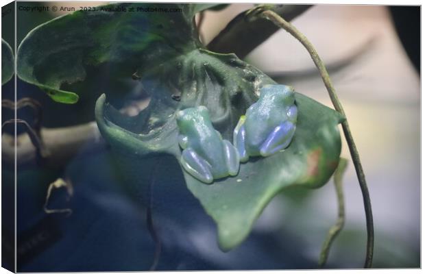 Glass Frog at the California Academy of Science Canvas Print by Arun 