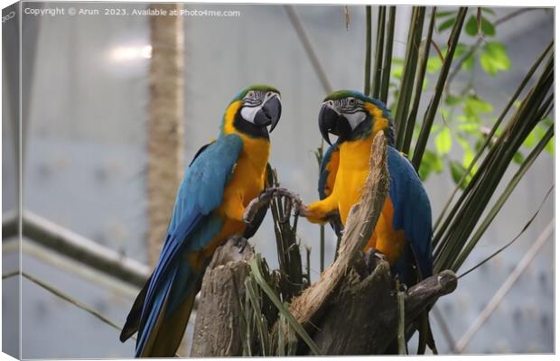 Macaws at the California Academy of Science Canvas Print by Arun 