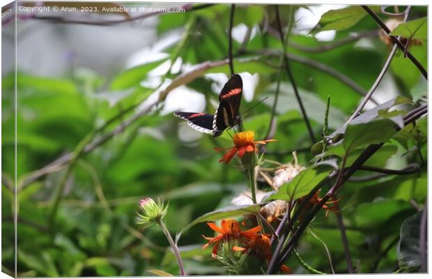 Butterflies at the California Academy of Science Canvas Print by Arun 