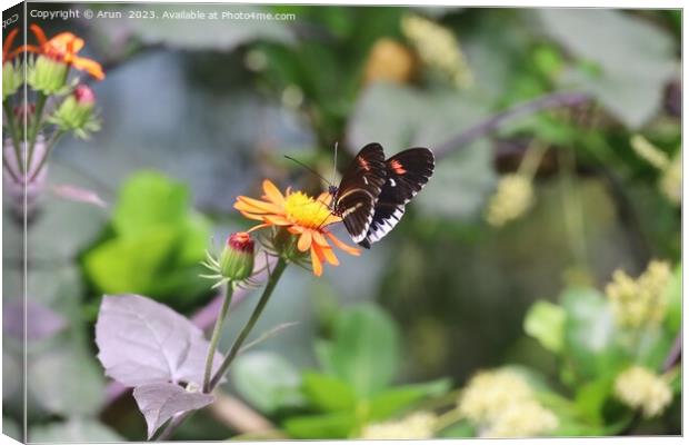 Butterflies at the California Academy of Science Canvas Print by Arun 