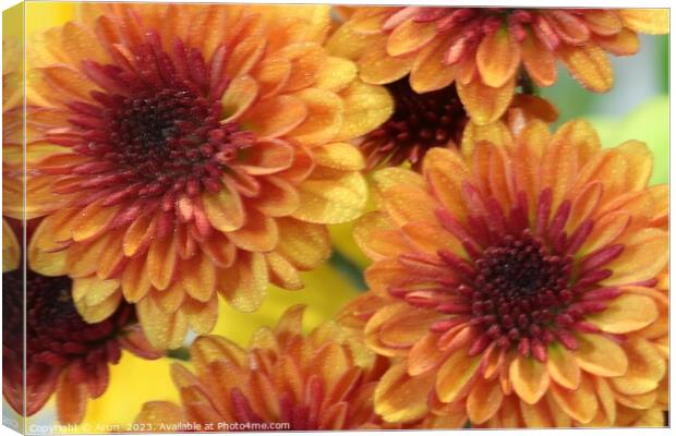 Close up of a flower Canvas Print by Arun 
