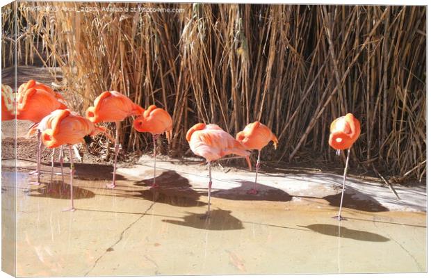 Zoo in Albuquerque New Mexico Canvas Print by Arun 
