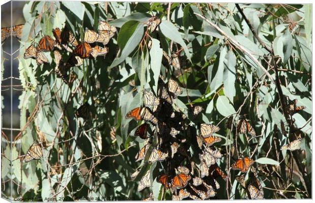 Butterfly Migration Canvas Print by Arun 