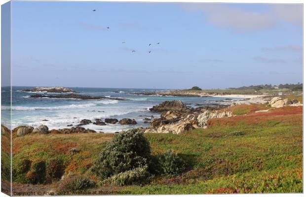 17 mile drive in Pebble beach, Monterey, California Canvas Print by Arun 