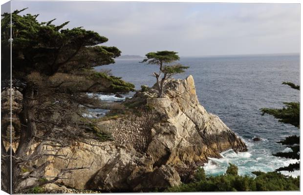 Lone pine on 17 mile drive in Pebble beach, Monterey, California Canvas Print by Arun 