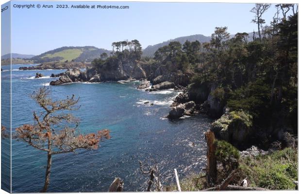 Point Lobos State park in California Canvas Print by Arun 